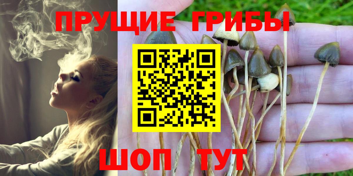Галлюциногенные грибы прущие грибы Солнечногорск